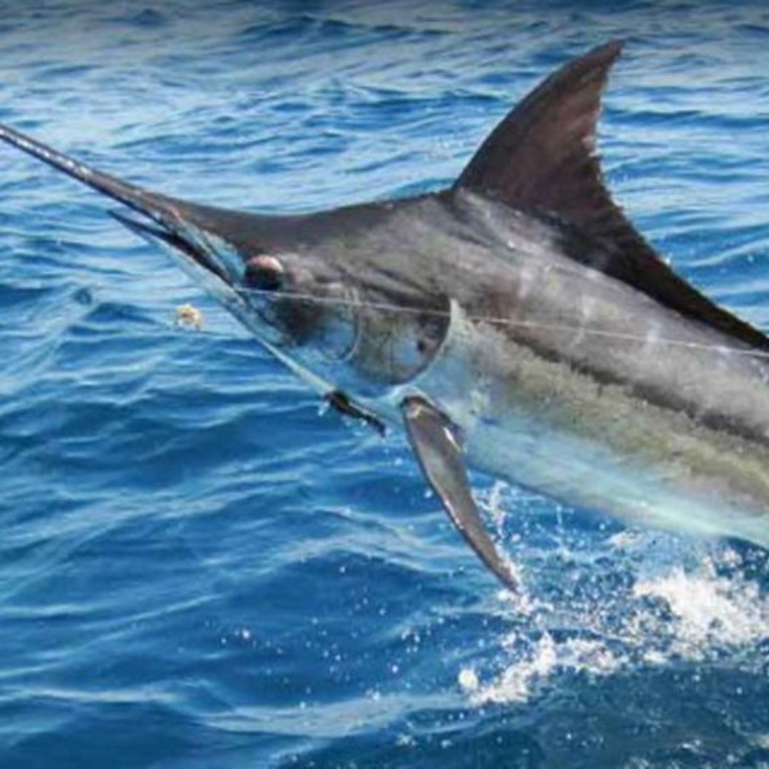 Pesca Canavieiras